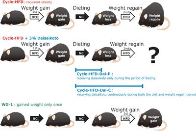 Daisaikoto Prevents Post-dieting Weight Regain by Reversing Dysbiosis and Reducing Serum Corticosterone in Mice